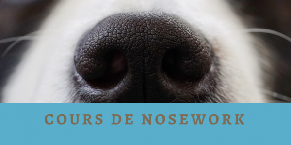 Visuel cours de nosework